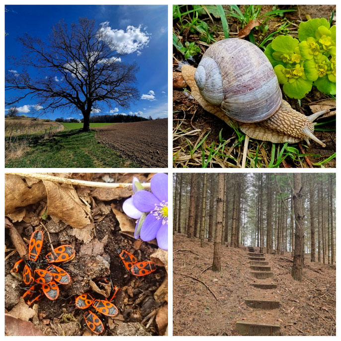Thayatalweg, Nebelstein, Blockheide, Wanderweg 630, Weitwandern, Waldviertel, mystisch, Gmünd, Heidenreichstein, Hardegg, Burgen, Ruinen,
