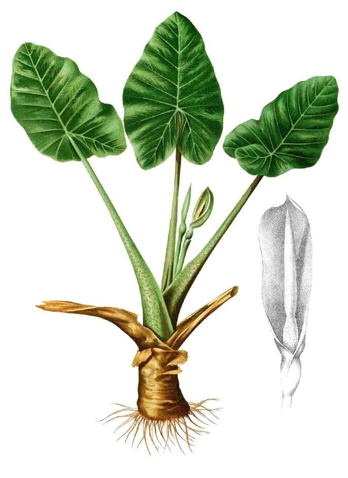 Alocasia (Oreja de elefante) - Acuaestanques: El maravilloso mundo de los estanques Alocasia (Oreja de elefante) - Acuaestanques: El maravilloso mundo de los estanques