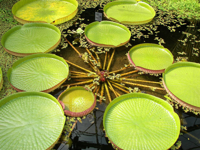 Victoria Amazonica Acuaestanques El Maravilloso Mundo De Los Estanques