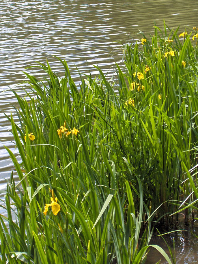 Iris pseudacorus (Lirio amarillo) - Acuaestanques: El maravilloso mundo de  los estanques