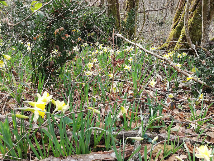 Die Jonquilles im Wald oberhalb von Plottes