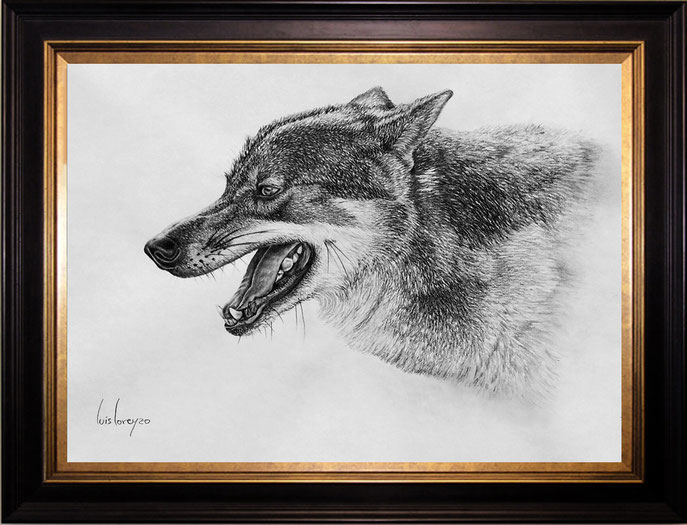 Estudio Lobo Iberico.Canis Lupus Signatus.Iberian Wolf.