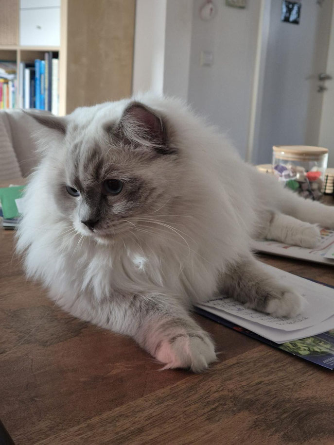 Dreamy mit 1,8 Jahren