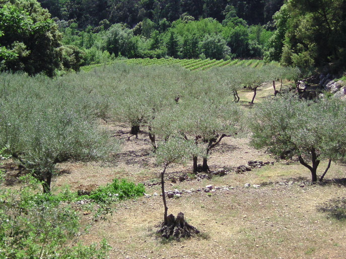 Oliviers et Vignes dans le quartier des Praderies à Montfort sur Argens. Photo © Patrick FERRAND - Le Gîte des Templiers