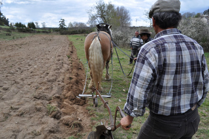 SLECTTA - traction animale en agriculture