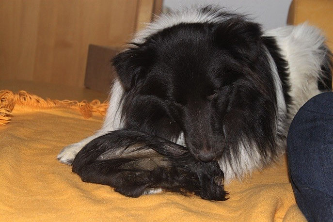 Weihnachtsrinderohr mit Fell 24.12.2014