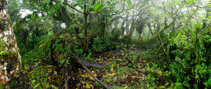 Wie im Regenwald der Vulkanberg Tafahi