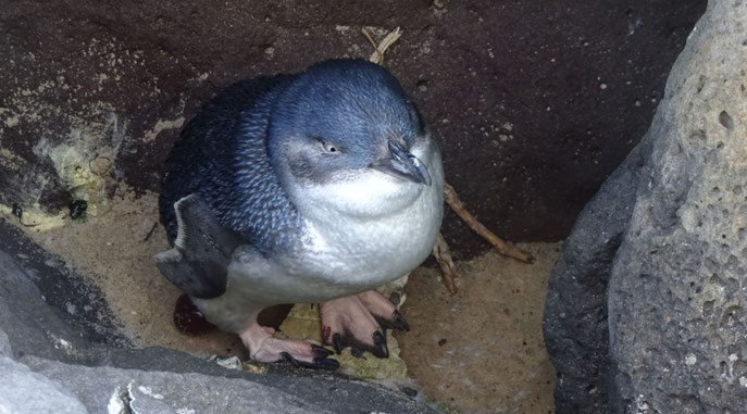Pinguin im Wasserbrecher