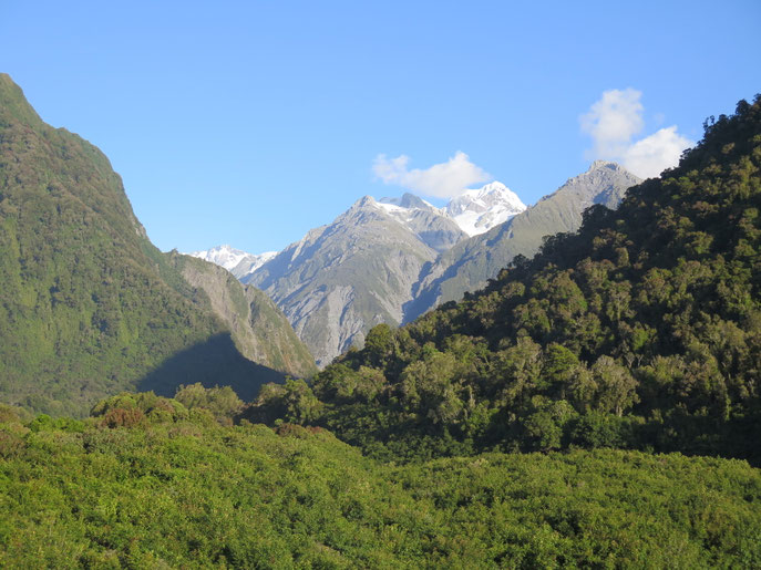 Vorne der dichte Regenwald, im Hintergrund die Southern Alps mit ihren Gletschern - diese Kombination ist in der Welt einmalig!