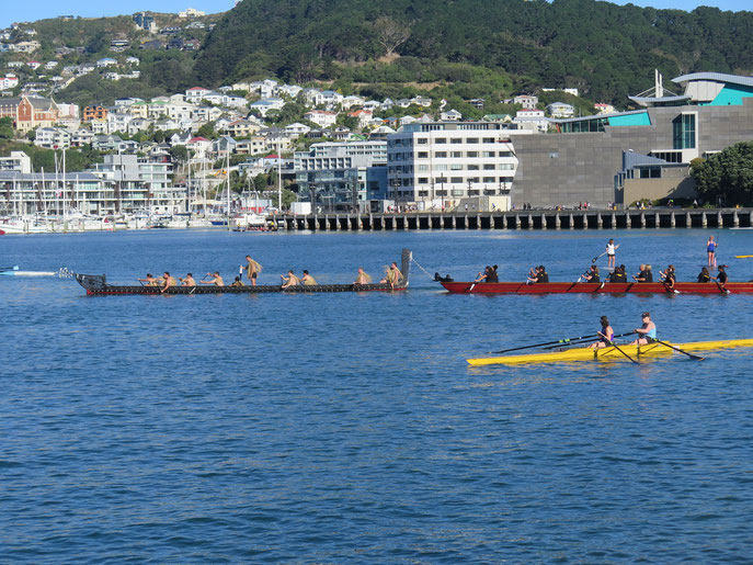 Abendliches Wasservergnügen in der Hauptstadt Wellington: Stand Up Paddler, Ruderer und Maori-Paddler. Rechts im Hintergrund siehst du übrigens das Museum Te Papa, in dem man ganz viel über das Leben und die Geschichte der Maoris erfahren kann.