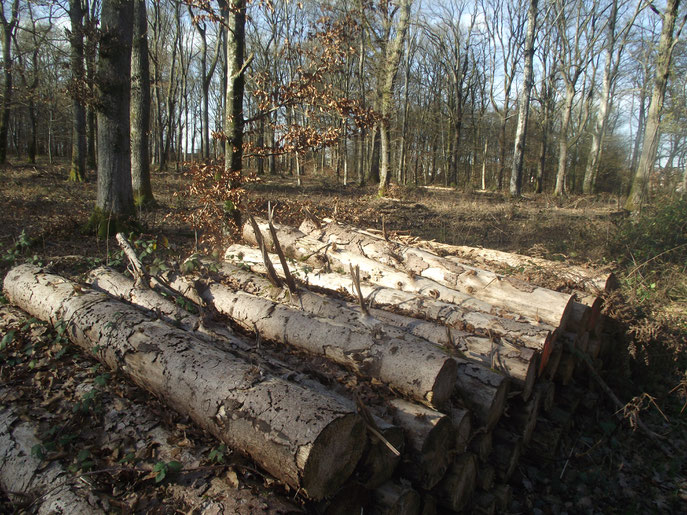 En forêt de Chaux (Dole, Jura, ville natale de l'auteur). Seconde forêt de France avec 20 493 ha.