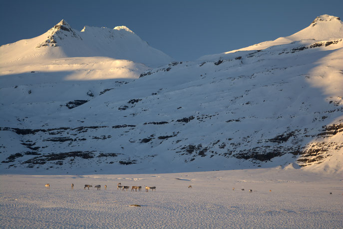 Rendieren op zoek naar eten onder de sneeuw en ijslaag oosten van IJsland, nabij Jokulsarlonmeer