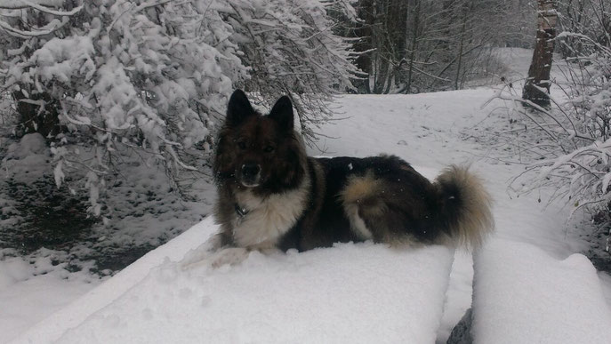 Linchen im Wald, ihre Welt!