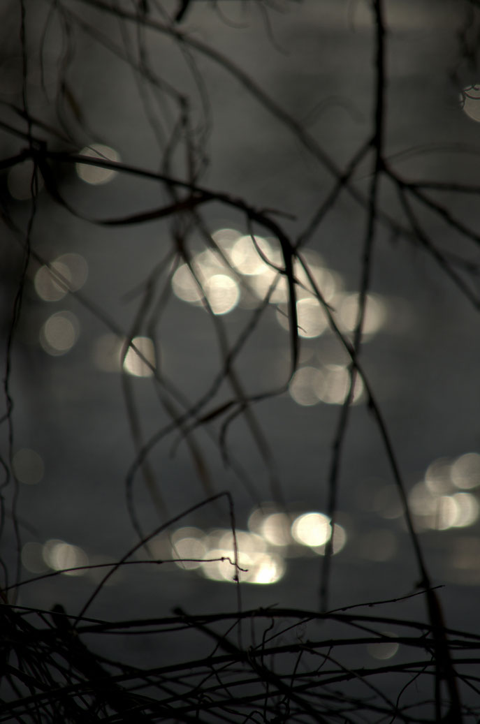 Scintillements - 2013