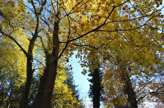 Les veilleurs - Saverne,  Automne 2013