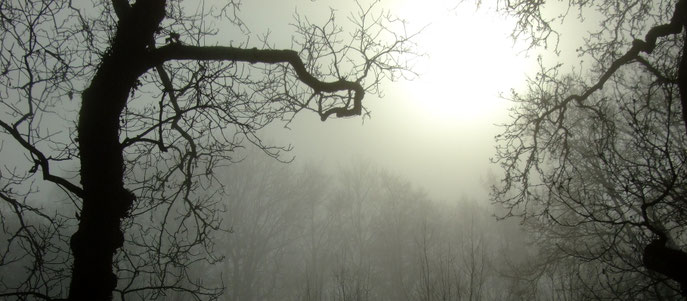Brumes de Novembre - 2010
