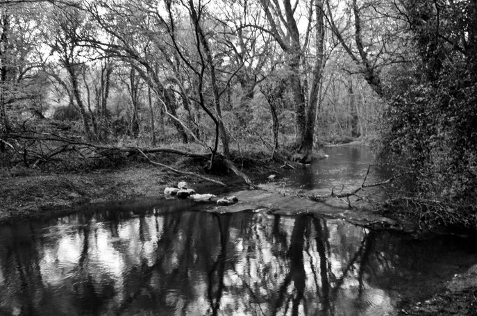 Près de la Grée basse - Morbihan Mai 2016