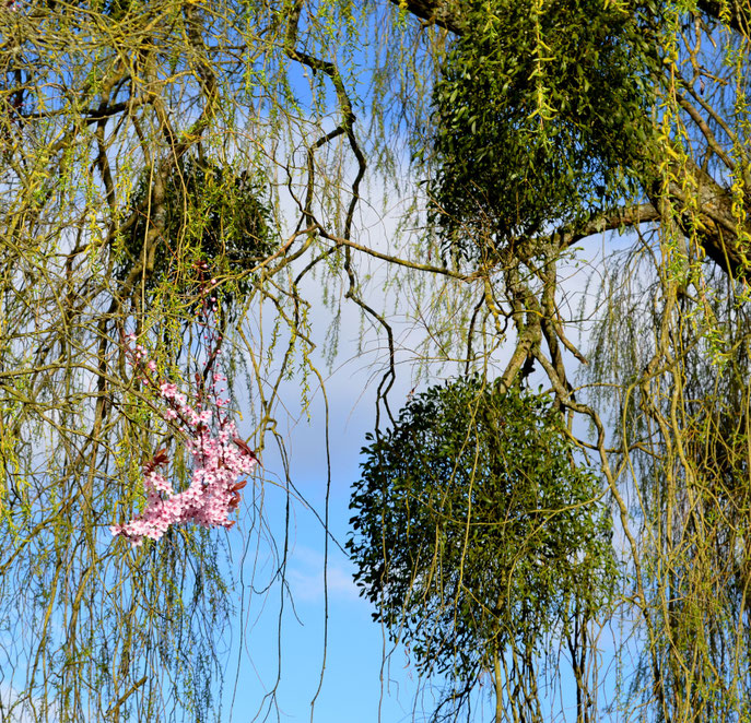Printemps - 2014