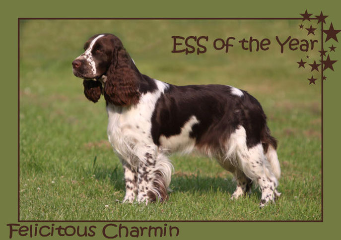 Felicitous Charmin Springer des Jahres 2013