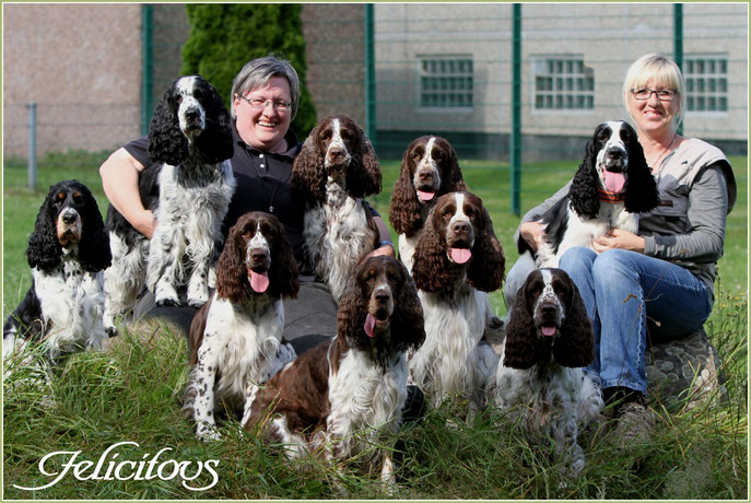 English Springer Spaniel Felicitous