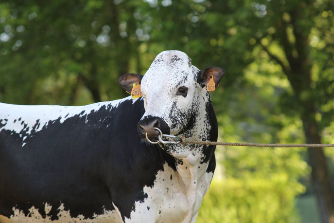 HELIOT (duchesse/dalton)