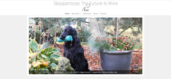 Flat-Coated Retriever Deckrüde Skeppartorps The Future Is Mine