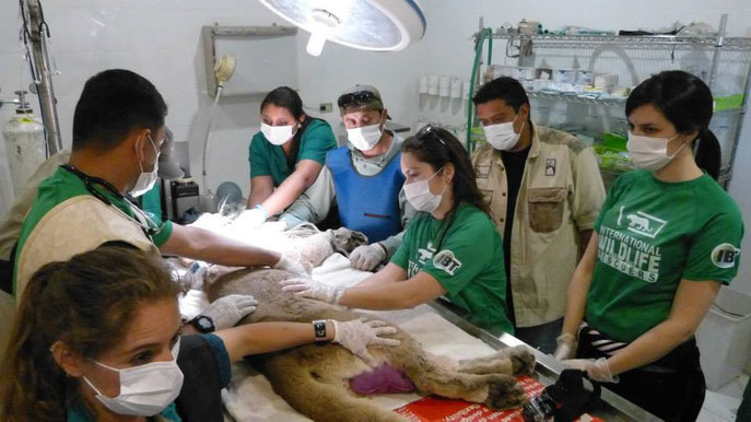 Curso de Bioseguridad y Manejo de Fauna en Chile