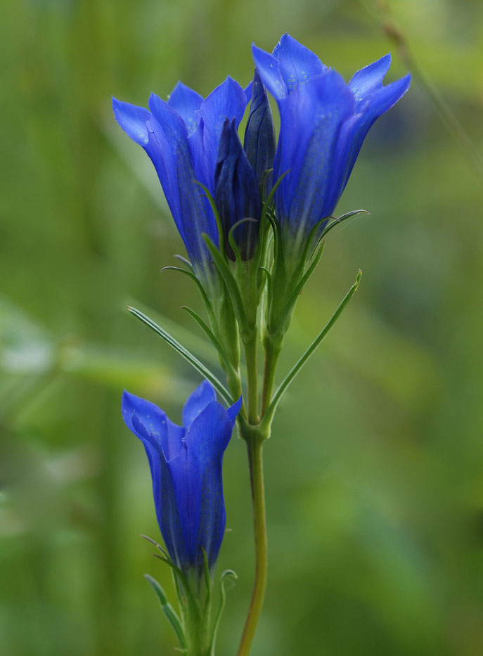 Lungenenzian (Gentiana penumonanthe) am Bodensee bei Radolfzell