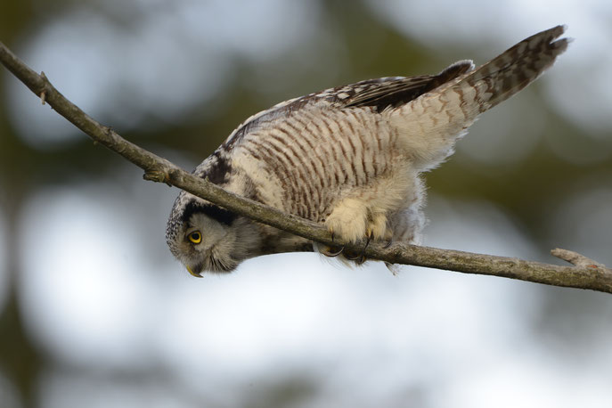 Sperbereule (Surina ulula) kurz vor der Beuteergreifung auf der "Badener Höhe" im Nordschwarzwald