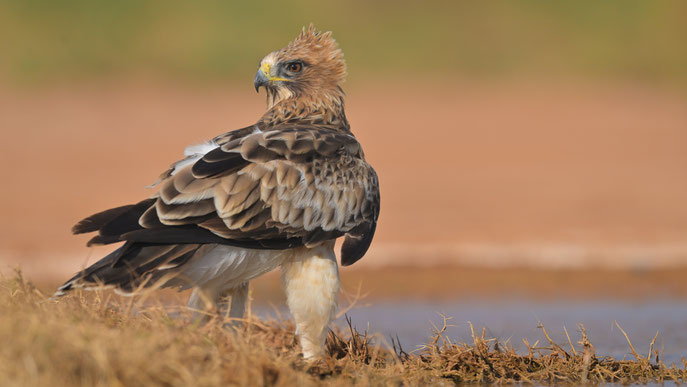 Booted Eagle in Spain, El Planeron