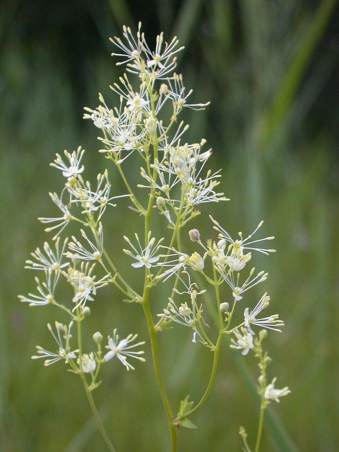 Gelbe Wiesenraute (Thalictrum flavum) bei Ichenheim am südlichen Oberrhein