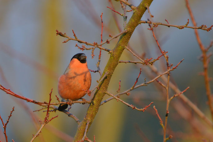 Blütenknospen fressendes Gimpelmännchen in einem Privatgarten in Steinach. 2017