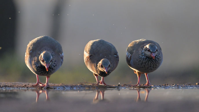 Rothuhn - Red-legged Partridge - an der Tränke in der Steppe in Spanien