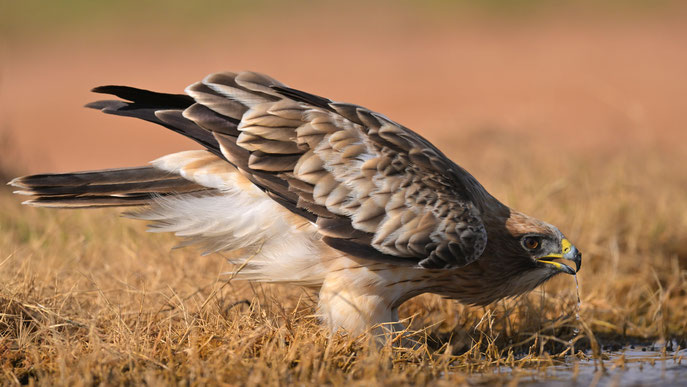 Booted Eagle in Spain, El Planeron