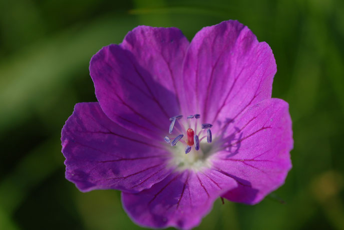 Blut-Storchschnabel (Geranium sanguineum) am Badberg im Kaiserstuhl