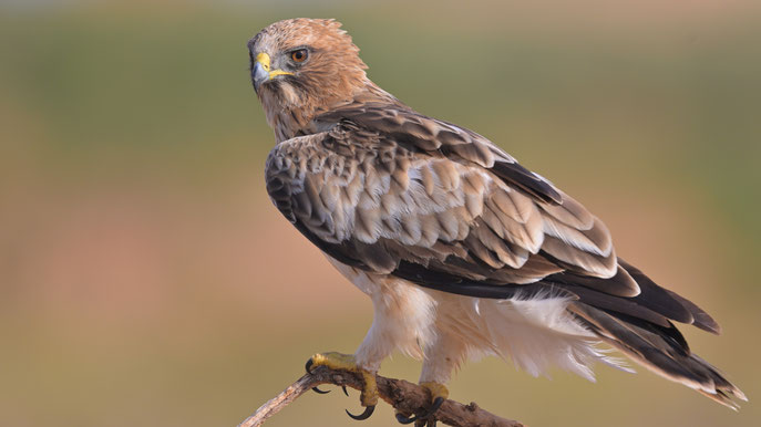Booted Eagle in Spain, El Planeron, Belchite