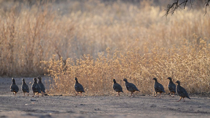Rothuhn - Red-legged Partridge - in der Steppe in Spanien