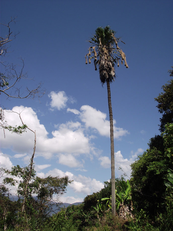 Tree and hanging nests in Coiroco, Yungas, Bolivia