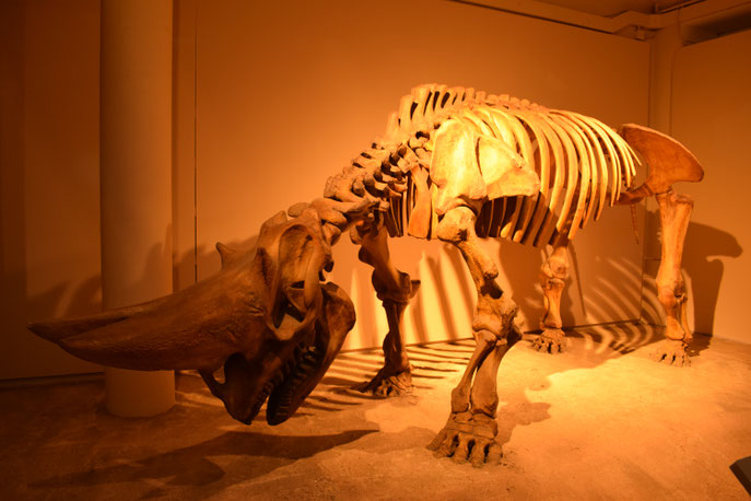 Natural History Museum, London, dinosaur