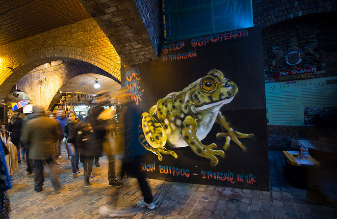 street art, Louis Masai, American Bull Frog