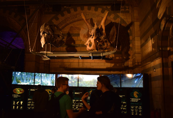 triceratops and tyrannosaurus skulls, Natural History Museum, London