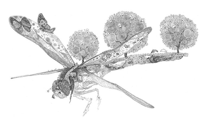 Olivier Marc Thomas Leger, Dragonfly, illustration