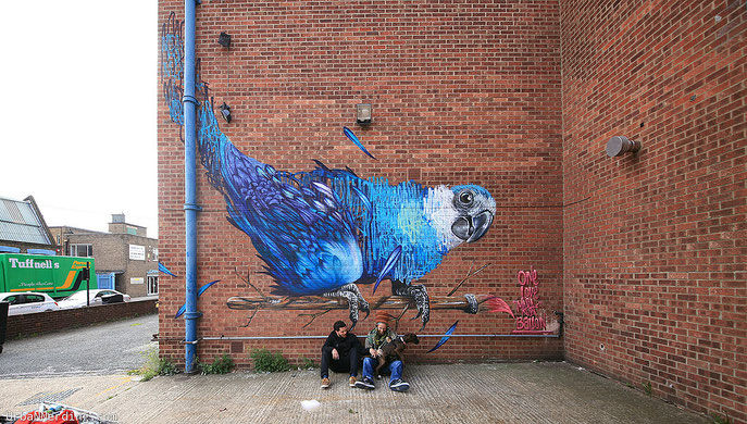 street art, Louis Massai, Baloo Spixs Maccaw