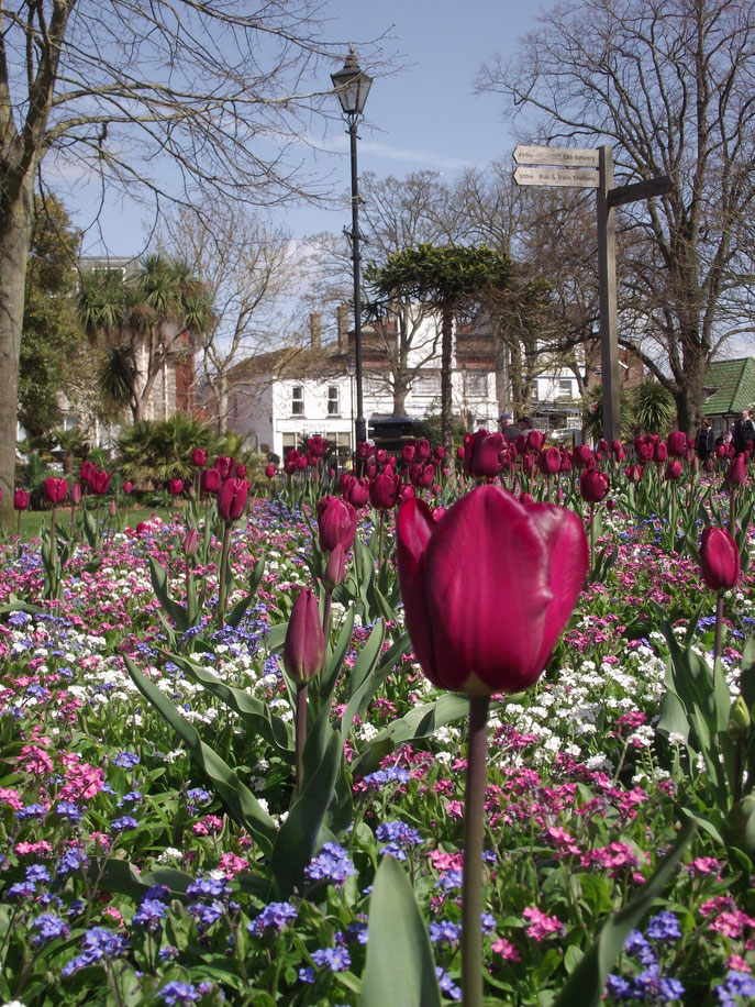 tulips, Exmouth, Exeter, Devon, England.