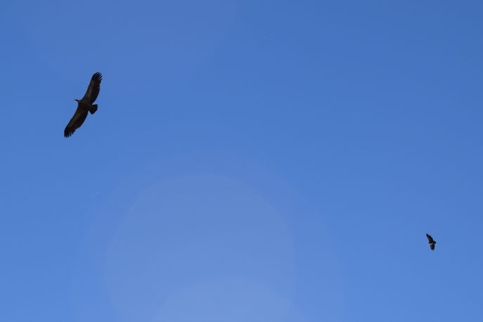 vultures, Ubrique