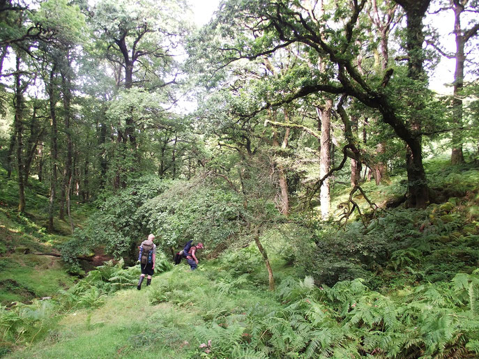 Dartmoor, Devon, England