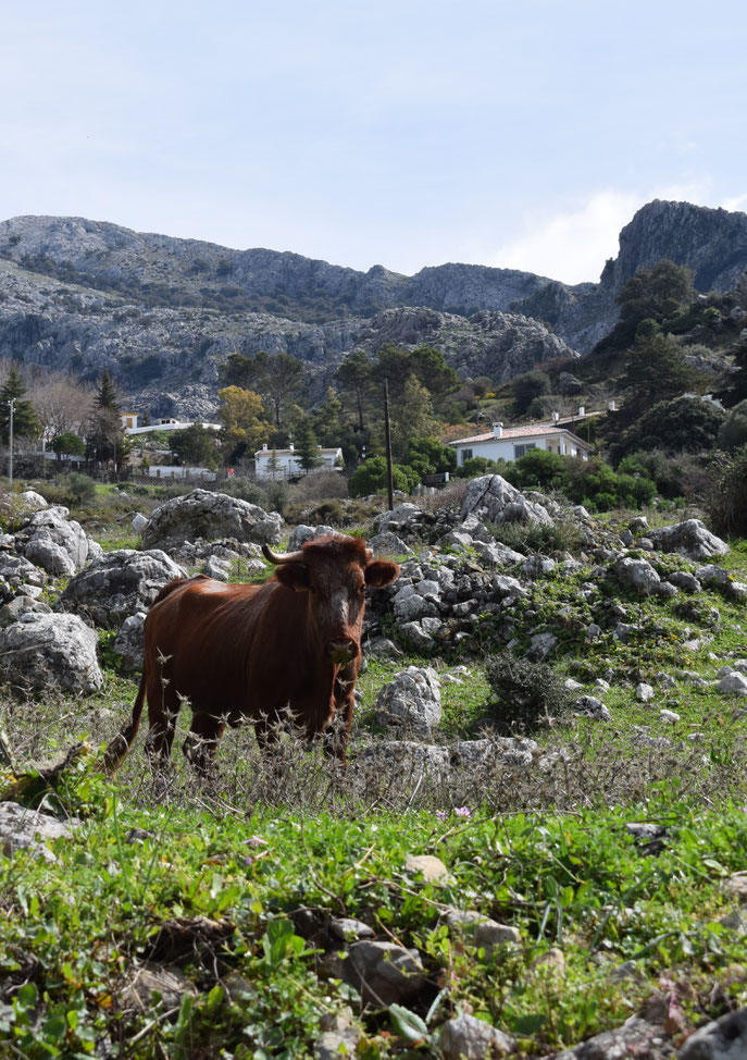 cow, Roman road from Benaocaz to Ubrique