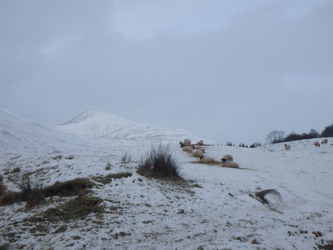 Sheep in snow, West Highland Way, Scotland