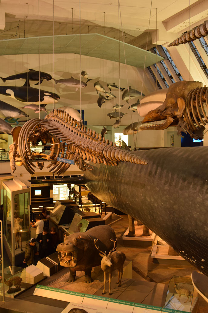 Whale models and skeletons, Natural History Museum, London