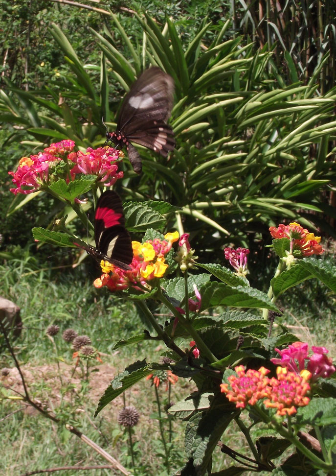 Butterflies, El Jardin campsite and accomodation, Samaipata, Bolivia